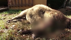 Neďaleko Detvy útočí predátor, zabil už viac ako 30 oviec