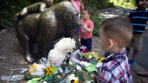 Riaditeľ ZOO obhajuje zabitie gorily s dieťaťom vo výbehu