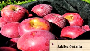 Strom ako základ zdravej záhrady: Zasaďte si jabloň!