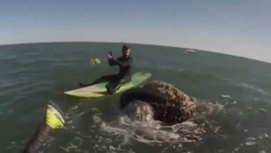 Stádo veľrýb obkolesilo paddleboardistov. Čakalo ich TOTO!