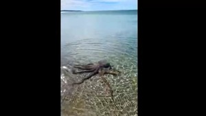 Hrôzostrašné zábery: Agresívna chobotnica zaútočila na muža