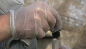 Kričiace rastliny alebo rádioaktívne diviaky. Čo priniesli vedecké objavy v roku 2023?