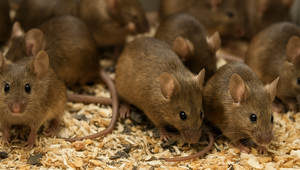 Šokujúci pokus na zvieratách: Výsledky vydesili vedcov