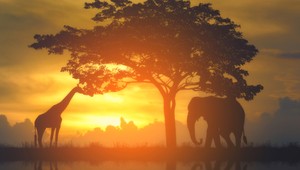 Ochutnali by ste žirafu či slona? Už čoskoro budete mať možnosť