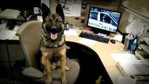 Pes Sultán so slovenskými koreňmi v službách americkej polície zomrel