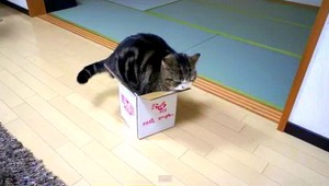 VIDEO: Keď sa tučná mačka strká do primalej škatule...