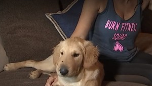 Zlatý retríver sa stal hrdinom. Zaútočil na nebezpečného hada