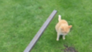 Muž je obvinený z týrania zvierat. Železnou tyčou mal zabiť susedovho kocúra