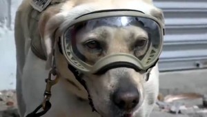 Labradorka Frida zachránila 12 životov. Pre ľudí je hrdinkou