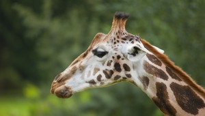 Žirafa udupala batoľa, matka je v kritickom stave