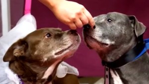 Bizarná svadba. V Amerike sobášili psov