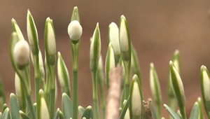 Jar prichádza už vo februári, negatívne to vplýva na hmyz, vtáky aj ľudí