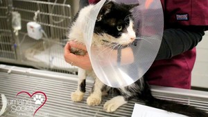 Zombie mačka: Po piatich dňoch sa vyhrabala z hrobu