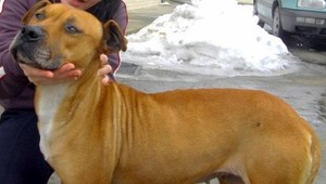 Fenka Bela sa stratila v obci Rybany