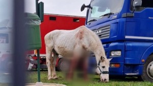 Známy český cirkus čelil obvineniu z týrania zvierat. Zisťovali sme, či je to pravda