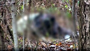 Razia v Devínskej Novej Vsi. Polícia hľadala psov, ktorí mohli zabiť muža