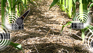 Prístroj, ktorý zachytí komunikáciu rastlín. Signalizovať bude nedostatok vody a živín, ale aj stres či chorobu
