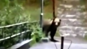 Dve nočné návštevy medveďa. Situácia v Ružomberku je kritická