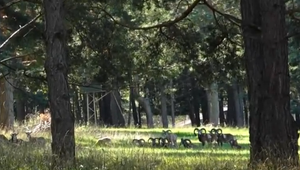 Svorka psov napadla a zabila sedem muflónov vo zvernici. Zahynulo päť mláďat a dve dospelé samice