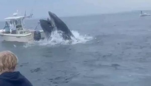 VIDEO: Veľryba prevrátila loď, dvaja ľudia skončili v oceáne