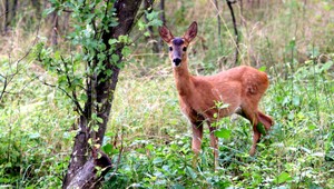Bývalý policajt zrazil srnu, nafúkal