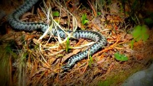 Ľubotínčana (40) uhryzla do ruky jedovatá vretenica