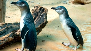 Unikátna akcia. Policajti zachraňovali tučniaka v strede mesta