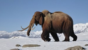 Mamuty sa môžu vrátiť do 4 rokov: Nové video rozprúdilo nádej