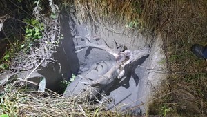 V Brzotíne spadol jeleň do trojmetrovej šachty, našiel ho okoloidúci