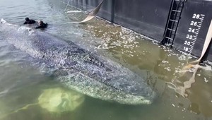 Pokus o oslobodenie veľryby Timmyho bol úspešný. Pozrite si video zo záchrannej akcie