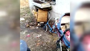 Majitelia nechali svojich psov samých v chatrči. Zvieratá boli priviazané na reťazi