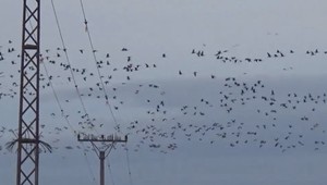Slovensko má riešenie na úhyn migrujúceho vtáctva. Elektrické vedenia už nebudú zabíjať