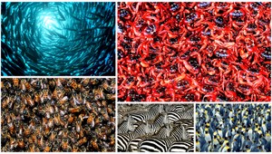 Od zebier po kolóniu tučniakov. Keď migrujú zvieratá