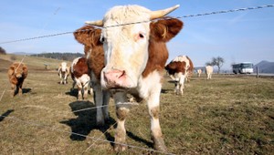 Motorkár (42) zrazil kravu, odišla po vlastných