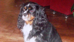 Hľadáme stratenú Kimušu! Ponúkame finančnú odmenu