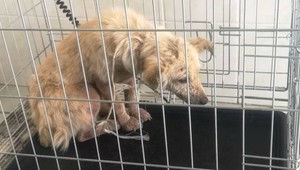 Zarezaný špagát okolo krku a kožné ochorenie. Našli zanedbané psy