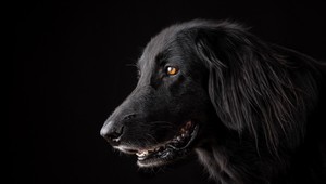 Skvelá správa: Psi podľa vedcov vycítia zlých ľudí