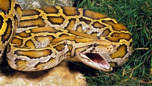 Tehotnú ženu uhryzol na záhrade had. Do niekoľkých minút jej zlyhalo srdce