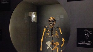 Najslávnejšia kostra sveta je prvýkrát v Európe. Vystavili ju v Prahe