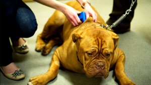 Máte začipovaného psa? Aj tak ho nemusíte nájsť!