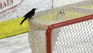 Keď aj vták opustí nitriansku klietku...