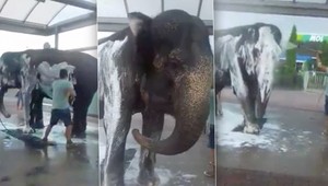 Cirkusanti sa rozhodli, že umyjú slona. Miesto, kde ho čistili vás zarazí