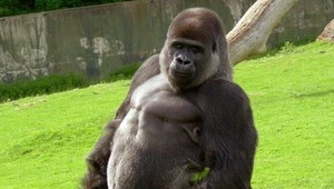 V americkej ZOO zabili gorilu, aby ochránili chlapca vo výbehu