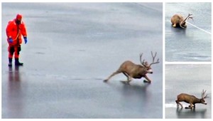 VIDEO. Jeleň a ľad? Nie dobrá kombinácia...