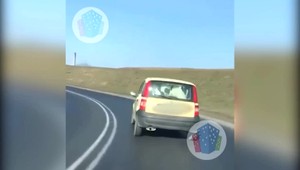 VIDEO: Keď sa malé auto tvári ako nákladiak, môžu v ňom prevážať aj kravu