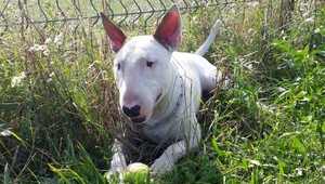 Stratil sa bulteriér Ares, za nájdenie ponúka majiteľ odmenu