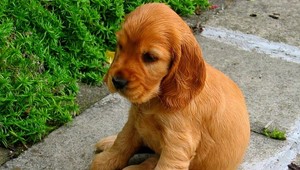 V Trnave sa stratilo toto šteniatko. Pomôžte ho nájsť