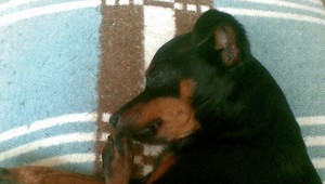 V Bardejove sa stratil srnčí ratlík