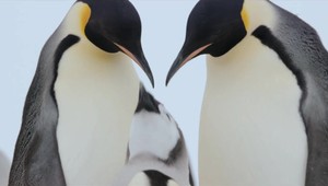 Oscarový dokument Putovanie tučniakov má pokračovanie! A nájdete ho už v našich kinách!