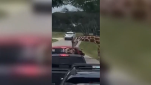 VIDEO: Žirafa uchmatla z auta 2-ročné dieťa